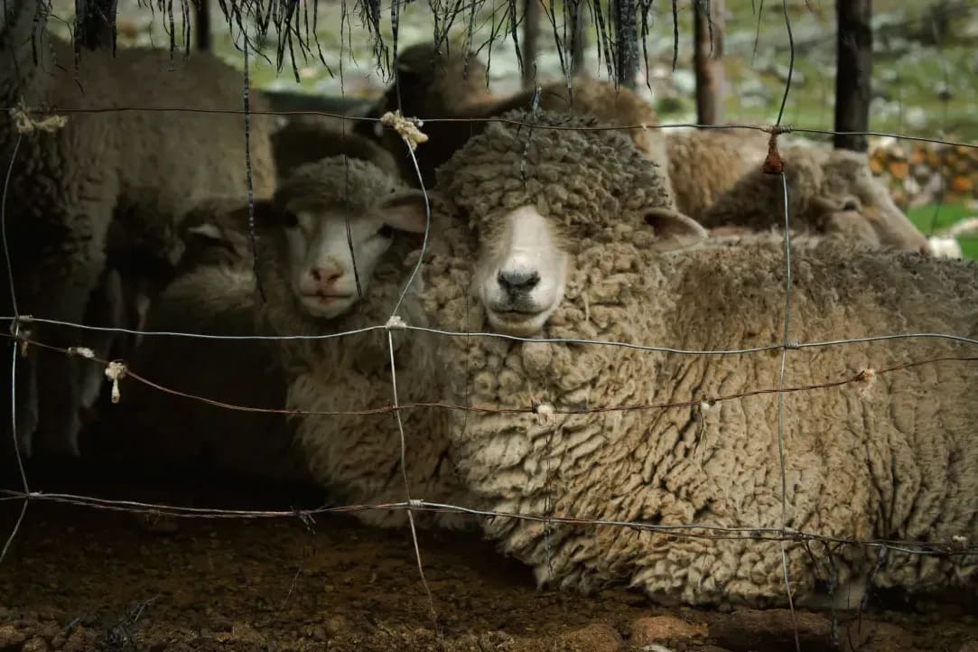 Preparing Lambing Spaces with Comfort and Safety in Mind
