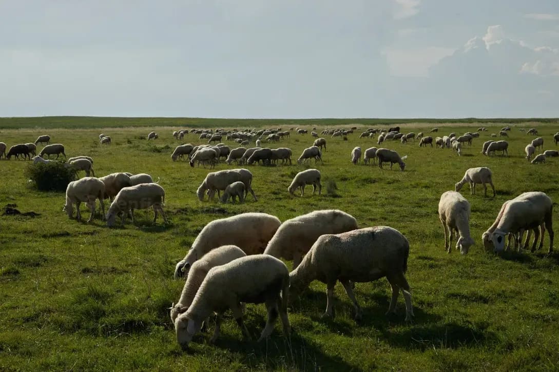 Sheep grazing and pasture management