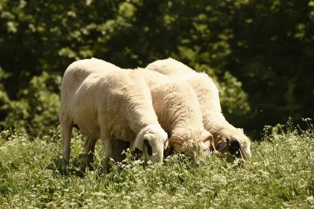 Lambing season support