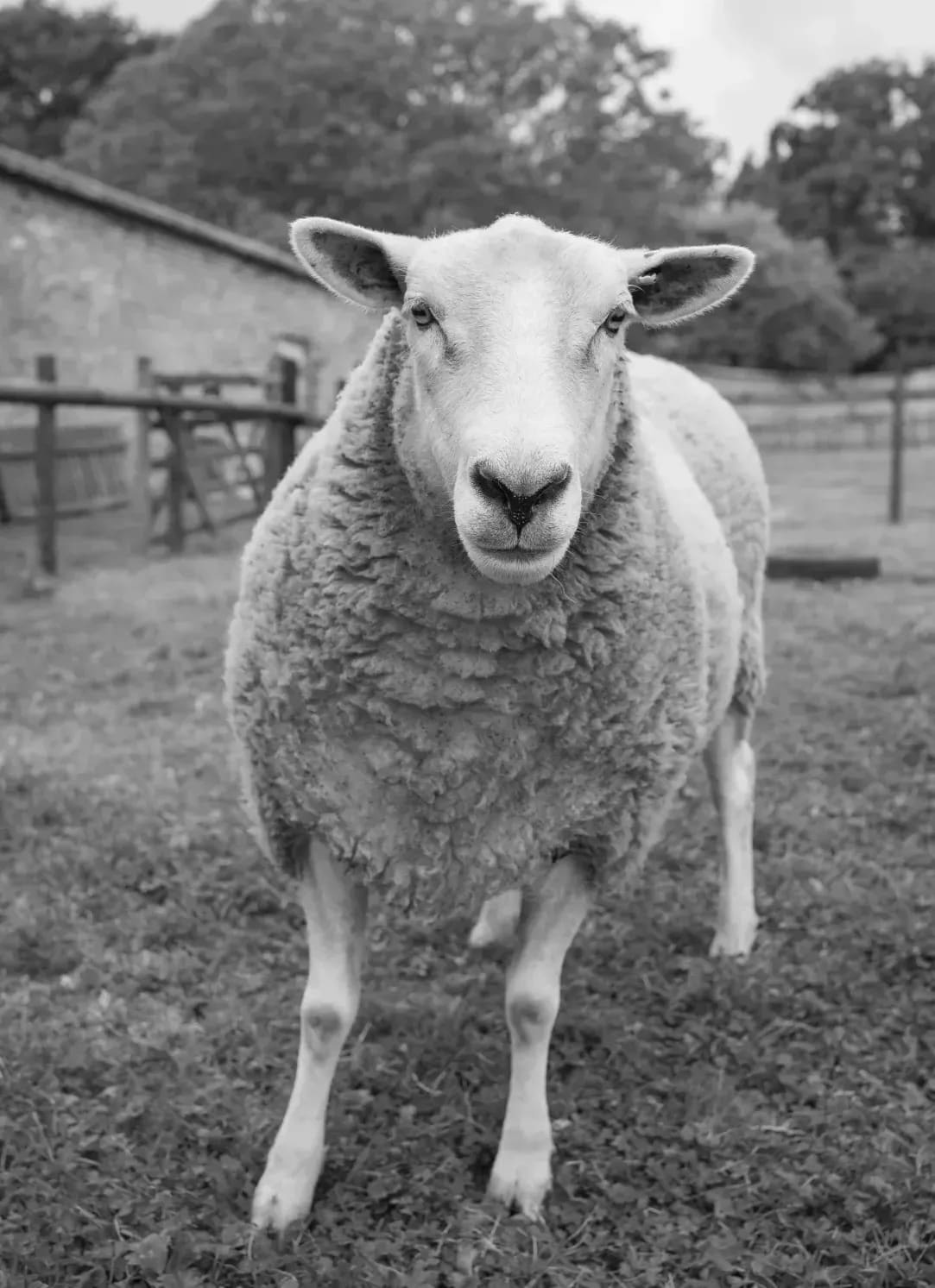 Breeding and flock record advice