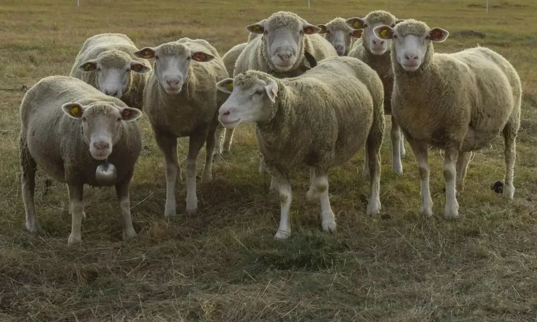 Animal welfare guidance